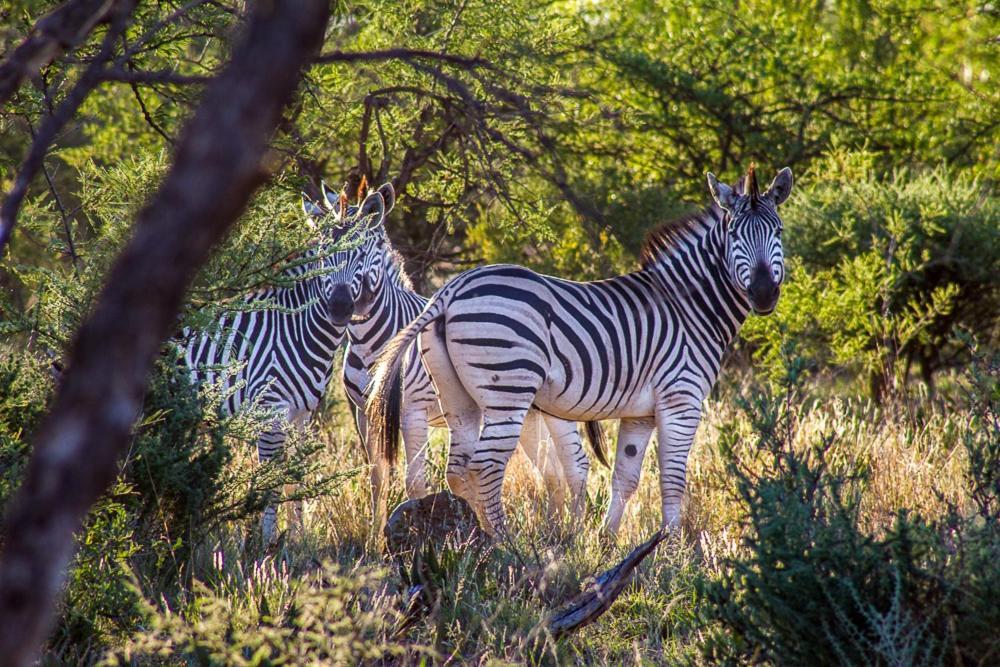 Big Valley Game Lodge Lobatse 외부 사진