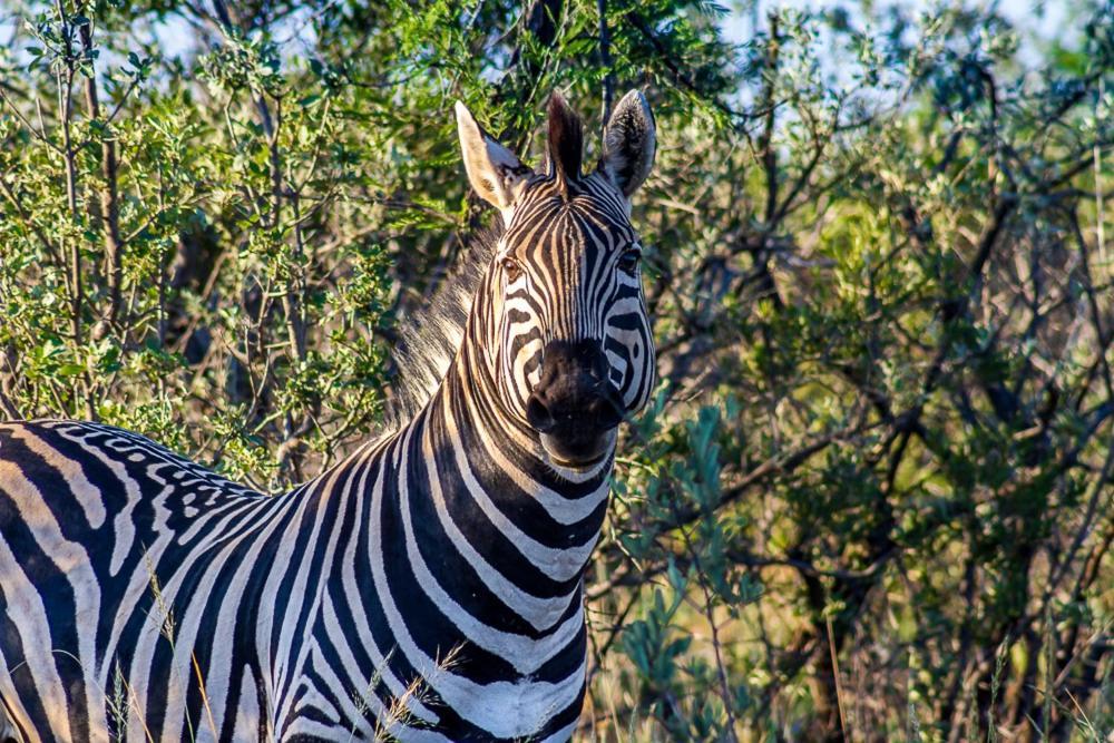 Big Valley Game Lodge Lobatse 외부 사진