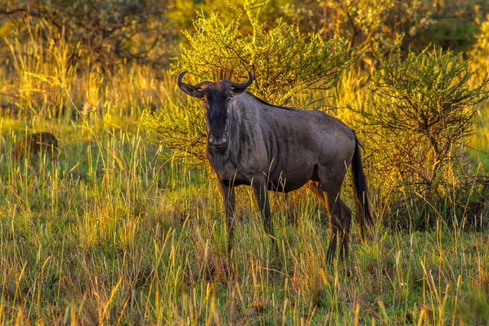 Big Valley Game Lodge Lobatse 외부 사진