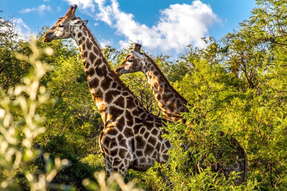 Big Valley Game Lodge Lobatse 외부 사진